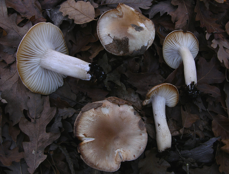 Ritrovamenti odierni.